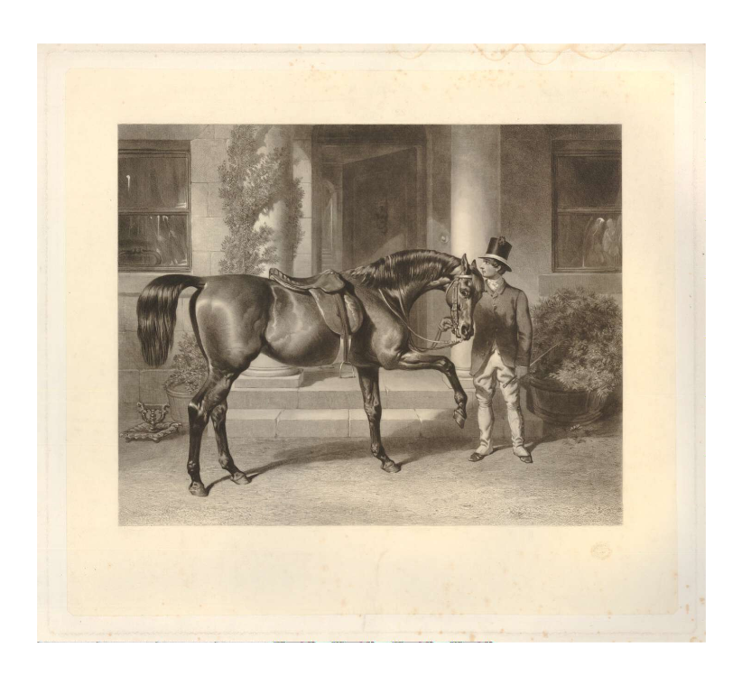 Brytyjski koń rasy Hunter, seria rycin Brytyjskie Koń z uniesioną prawą przednią nogą stoi przed wejściem do domu. Przy nim stajenny, trzymający bicz i uzdę. Po lewej stronie grafiki, obok ganku z kolumnami, stoi skrobak do butów. 